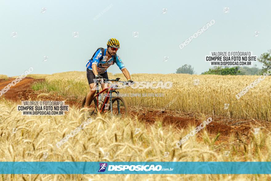Desafio do Anjo 2022