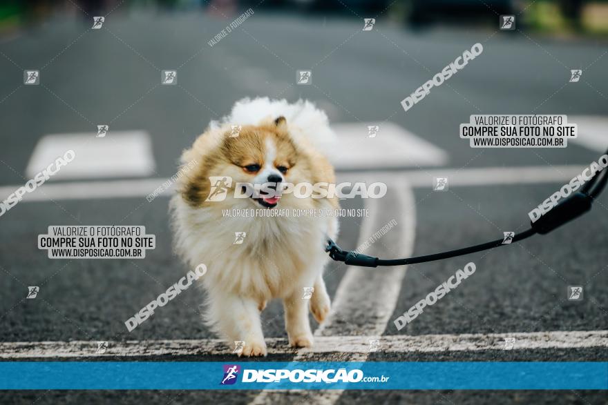 Corridas Sanepar 60 Anos - Maringá