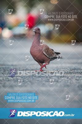 Foto 6811866