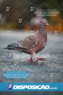 Foto 6811873