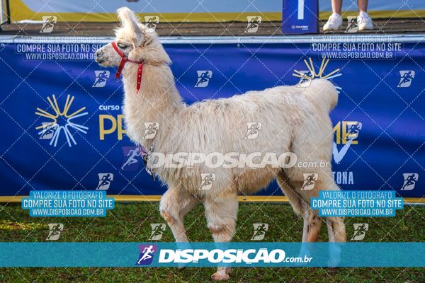 Foto 7195616