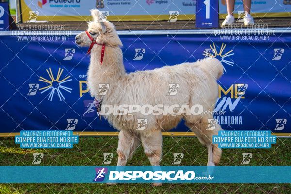 Foto 7195618